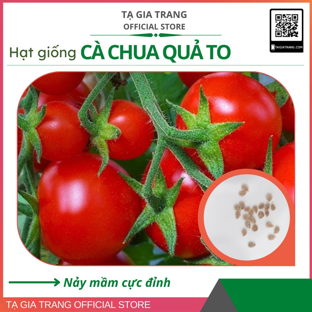 Hạt giống cà chua tròn, quả to