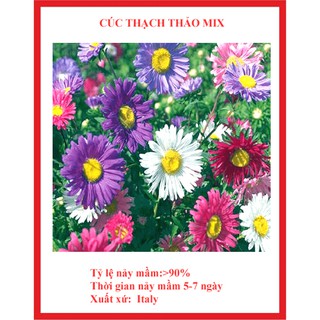 hạt giống hoa cúc thạch thảo (100 hạt )