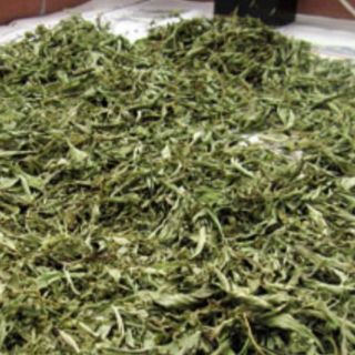 Gối lá đinh lăng 100% đinh lăng