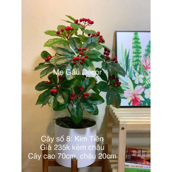 cây trứng cá