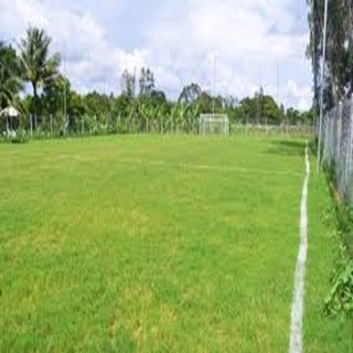 Hạt Giống Thảm Cỏ Bermuda gói 1kg - Cỏ Sân Bóng,Sân gold