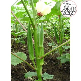 HẠT ĐẬU BẮP LAI ẤN ĐỘ - GÓI 20 GRAM