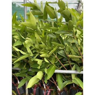 Cây 🌲 Mận tam hoa...trái to