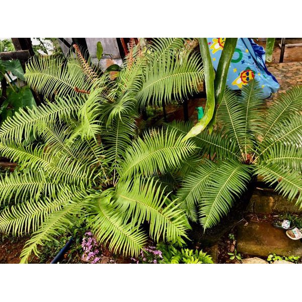 DƯƠNG XỈ CỔ ĐẠI