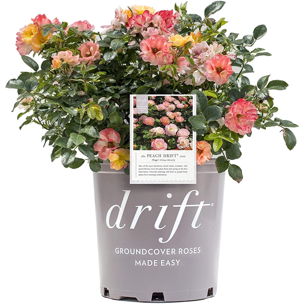 Hạt giống hoa hồng xuân 10 hạt Drift Peach Rose trong chậu 2 Gallon (Peach)