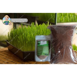 Combo Hạt giống cỏ lúa mì 1 túi mùn dừa khô