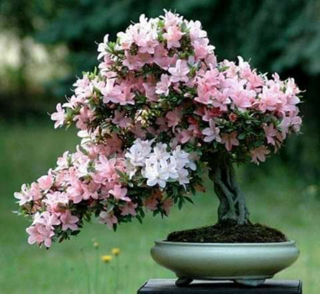 Hạt giống Hoa Đỗ Quyên bonsai mix nhiều màu