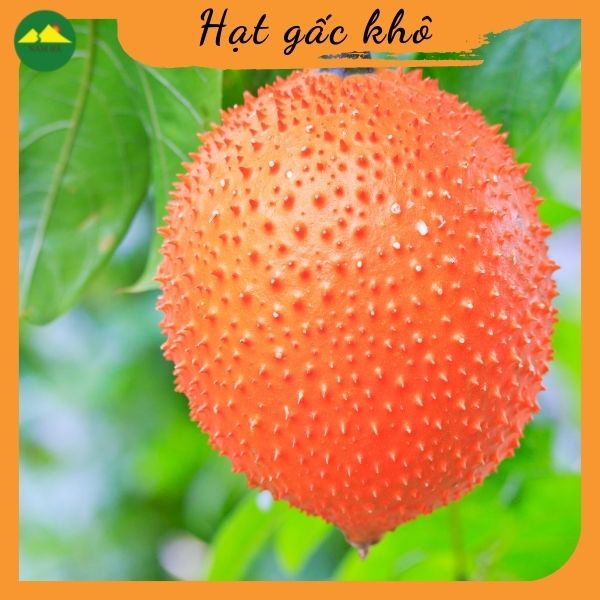 Hạt gấc khô Nam Hà