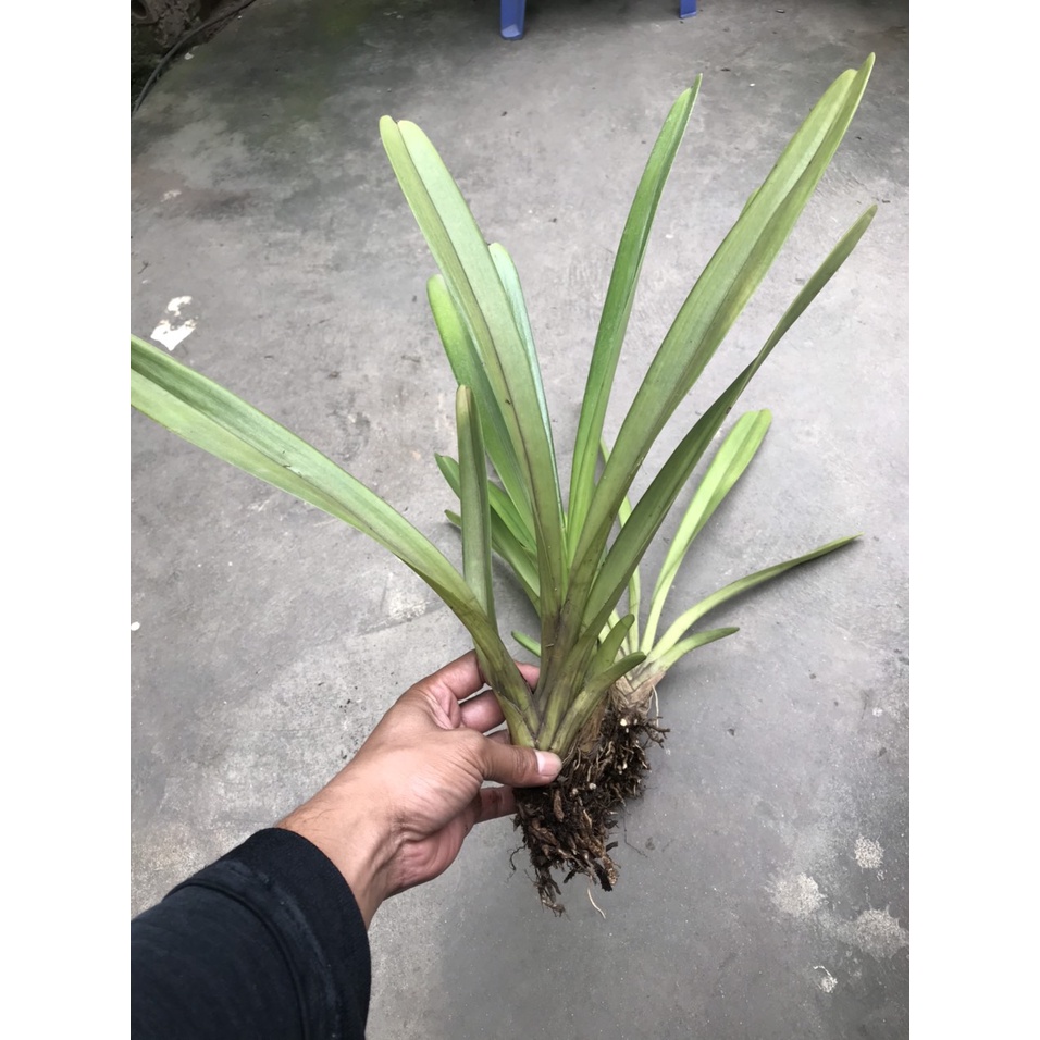 Set 2 thân hoa lan kiếm tiên vũ