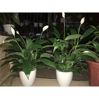 Lan ý trồng chậu sứ