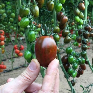 Chậu cây giống Cà Chua Socola giao cây khỏe kháng bệnh tốt