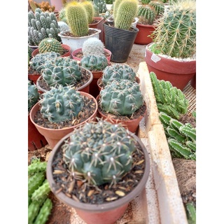 Xương rồng thần long size 6-7cm