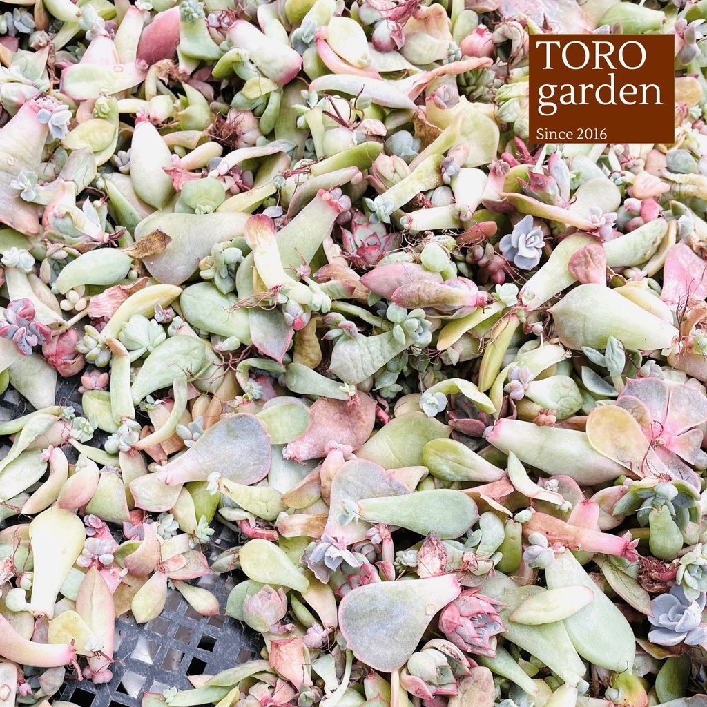 Mầm sen đá Đà Lạt 30 lá các loại siêu dễ ươm cây cảnh trang trí nhà cửa Toro garden