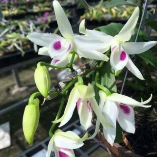 5ctpt chậu lớn năm 2