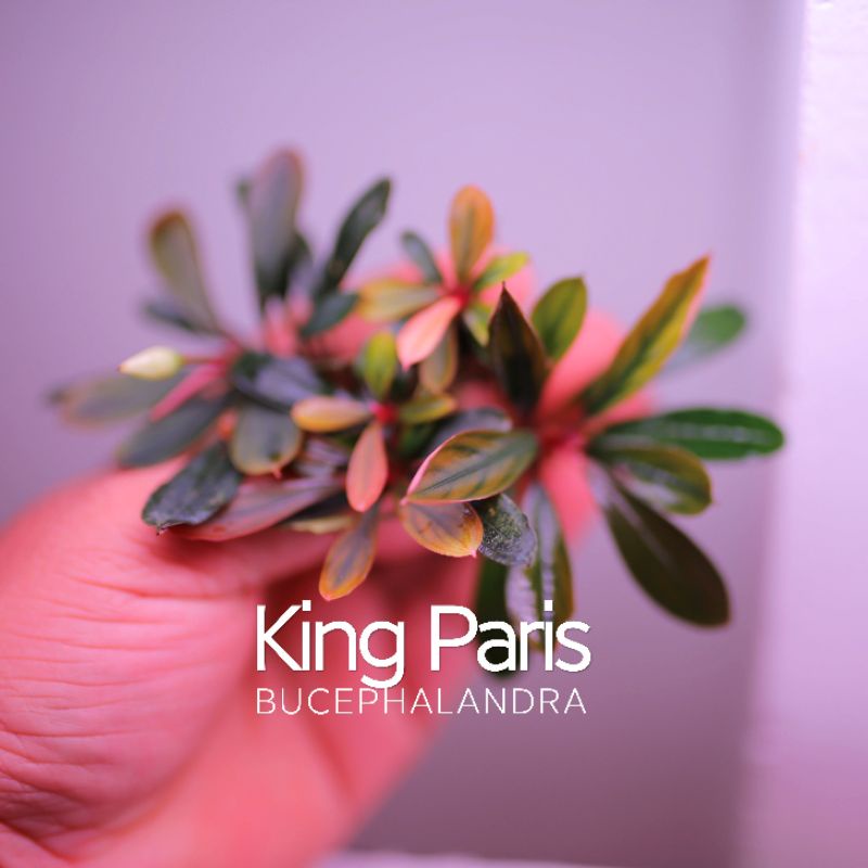 Bucep King Paris | Cây thủy sinh nhập khẩu tuyệt đẹp | hàng ngọn | lá cạn