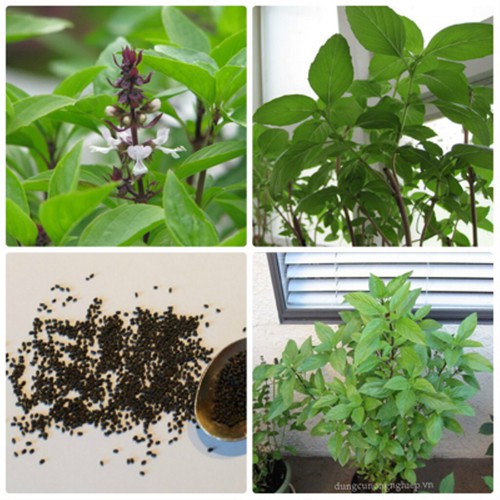 Hạt giống húng quế thơm 5gr HN