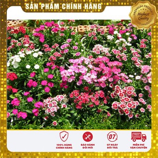 Hạt giống hoa cẩm chướng đơn mix nhiều màu