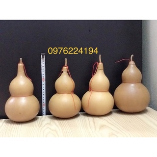 Quả bầu hồ lô đựng nước