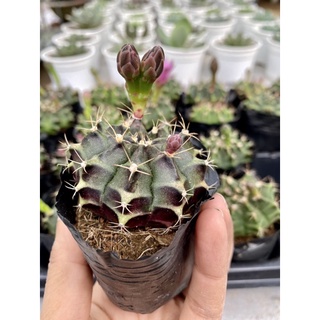 Combo 6 cây xương rồng