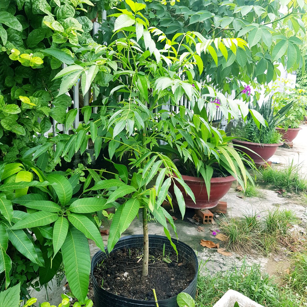 CÂY CÓC THÁI LÙN ĐANG CÓ HOA