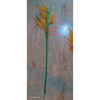 Cành bông lúa 5 bông -80 cm(1 bó 10 cành)