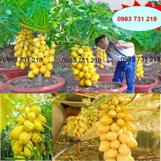 5 hạt giống đu đủ da vàng f1 thái lan chất lượng cao 💖 NẢY MẦM CỰC ĐỈNH💖 chất lượng cao