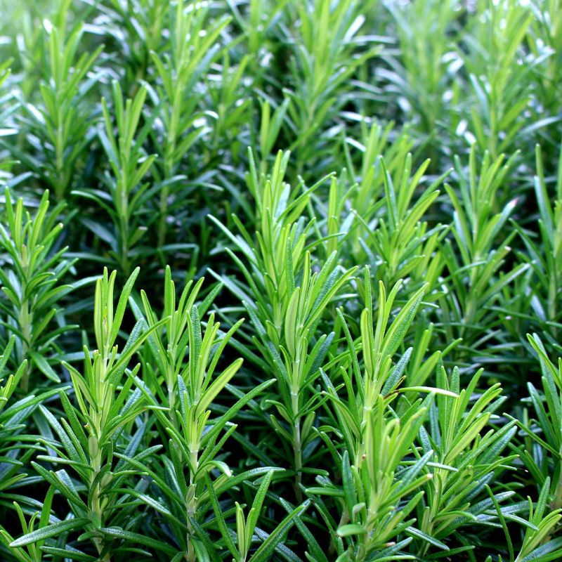 Hạt giống cây Hương Thảo  ROSEMARY. đóng gói 0.03gr