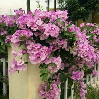 Cây giống hoa lan tỏi cao gần 1m