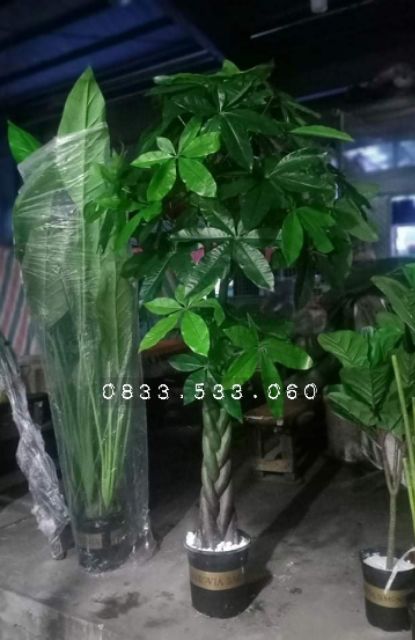 Cây kim ngân kim tiền cao 1m5 - Cây giả trang trí nhà cửa, văn phòng, decor