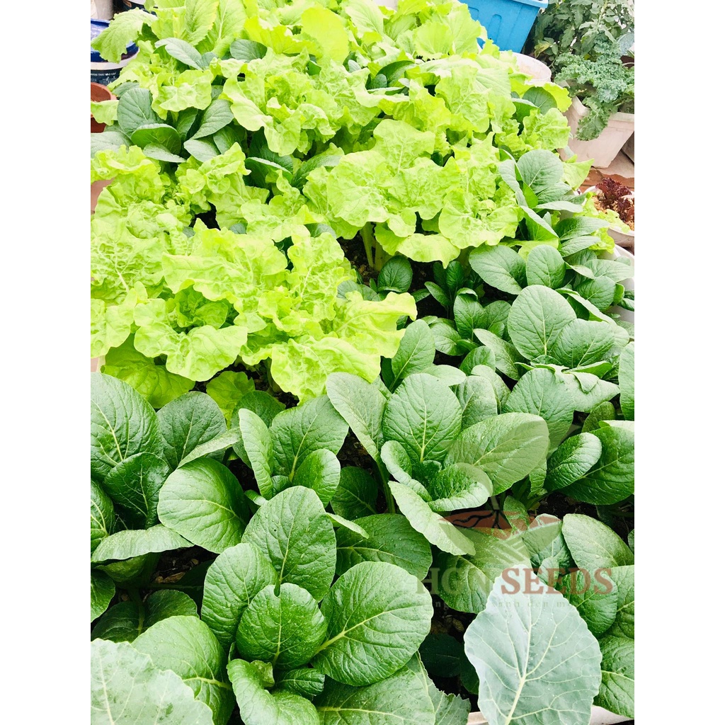 Cải Ngọt Shika Nhật F1