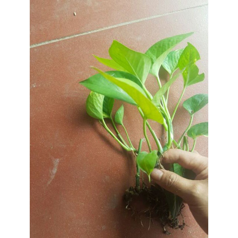 Cây giống trầu bà thái