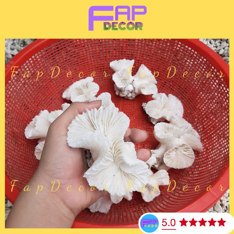 Chùm Bông Rạn San Hô Trắng Thiên Nhiên Trang Trí Thủy Sinh, Decor Bể Cá, Làm Quà Tặng, Trang Trí Kệ Tủ - FapFood
