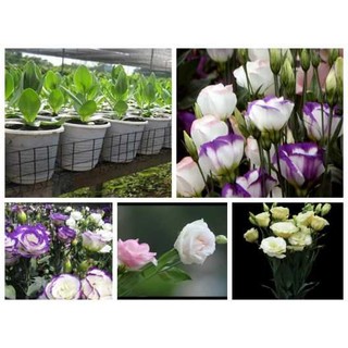 HẠT GIỐNG CÁT TƯỜNG MIX MÀU