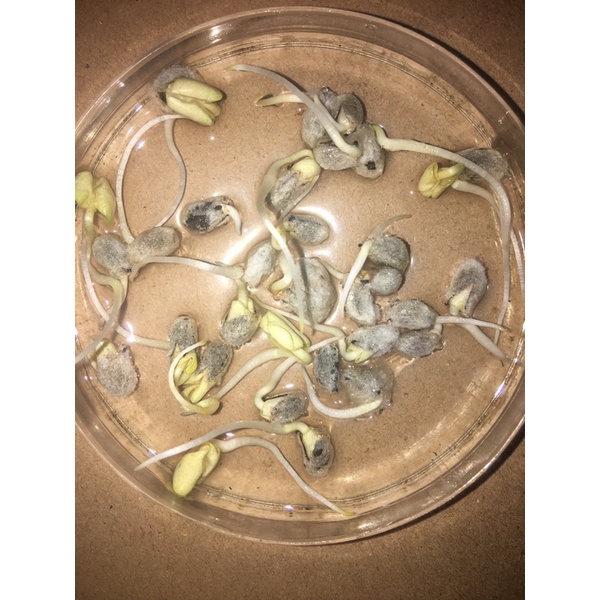 🌱Hạt giống bông vải ta ra hoa một vụ có gói 99 gram và 250 gram tỉ lệ nảy mầm 97%