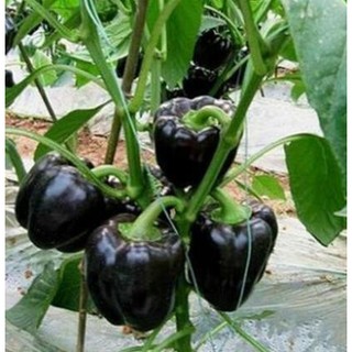 Hạt giống ớt chuông đen