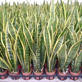 Cây lưỡi hổ viền vàng cây cao 30-40cm kèm bầu đất ổn định