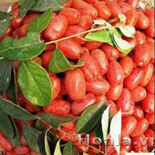 Cây giống nhót ngọt