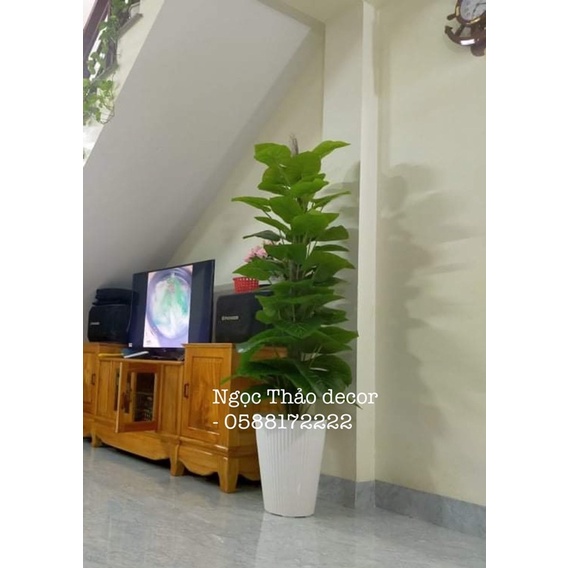 Cây trầu bà leo cột giả 1m6