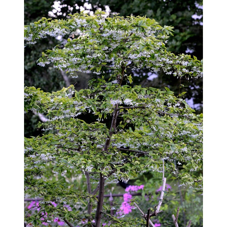 cây mai chiếu thuỷ cao 25-30 cm