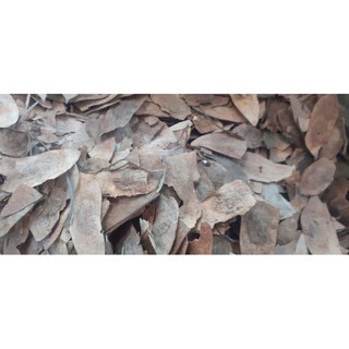 1kg sưa trắng giống