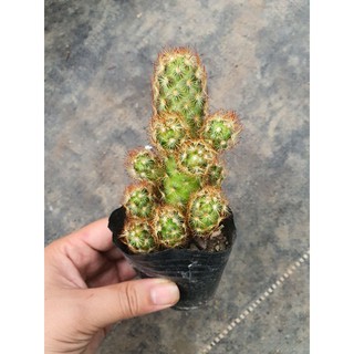 Xương Rồng Thạch Trụ Thiên (Mắc Áo) 💖FREESHIP💖 Xương Rồng Mini Để Bàn Kiểu Dáng Độc Lạ Siêu Xinh
