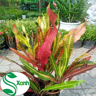 Cây lá màu đỏ- cây lá màu da quy