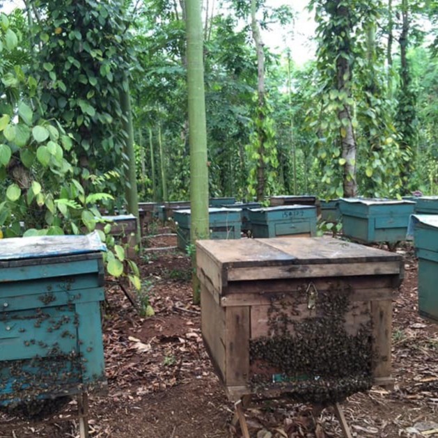 100ml Mật ong hoa xuyến chi BeeBio 100% nguyên chất rừng Gia Lai.