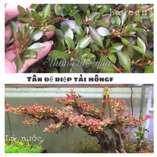 Cây thủy sinh các loại