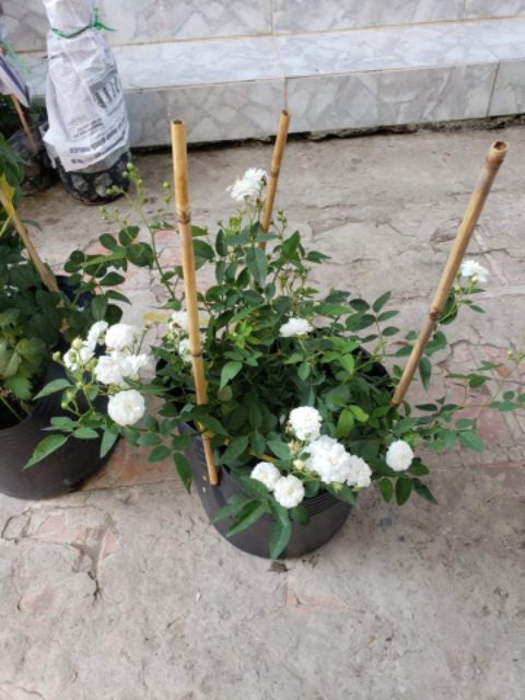 Hồng Bạch Trà