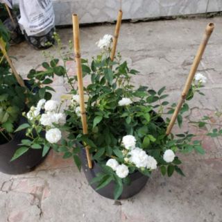 Hồng Bạch Trà,(tặng kèm phân bón)