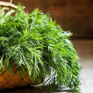 Hạt giống rau Thì Là gói 5GR RADO cao cấp dành cho gia đình, dễ chăm sóc, năng suất cao