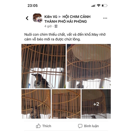 Cám vỗ béo thay lông choè-lão đại