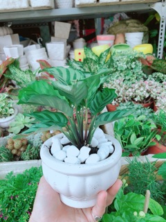 Chậu Đuôi Công Xanh