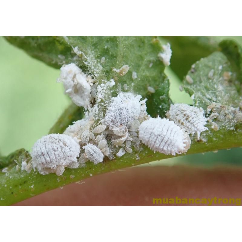 Thuốc Trị Rầy Nâu, Rệp Sáp Marshal 200SC TRÊN CÂY TRỒNG